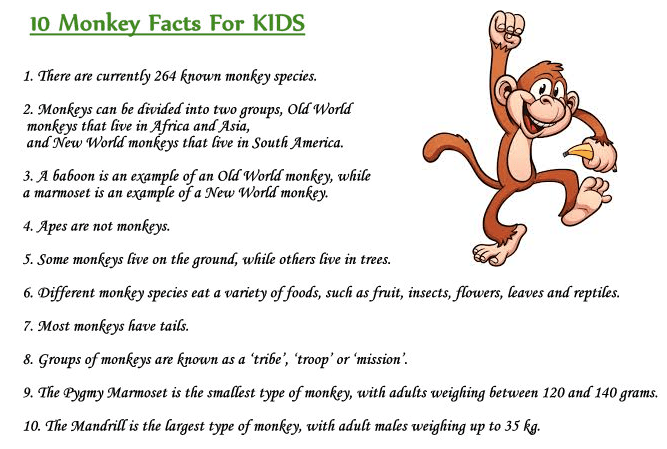 monkey facts for kids