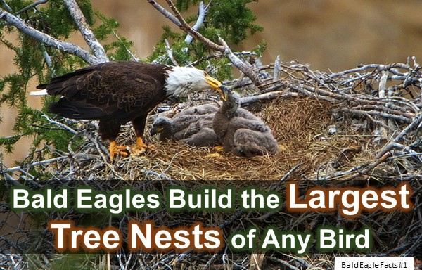 interesting facts about bald eagles