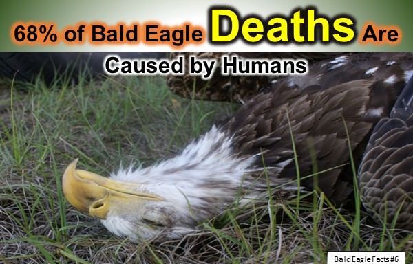 bald eagle facts