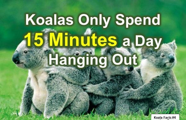 koala facts 