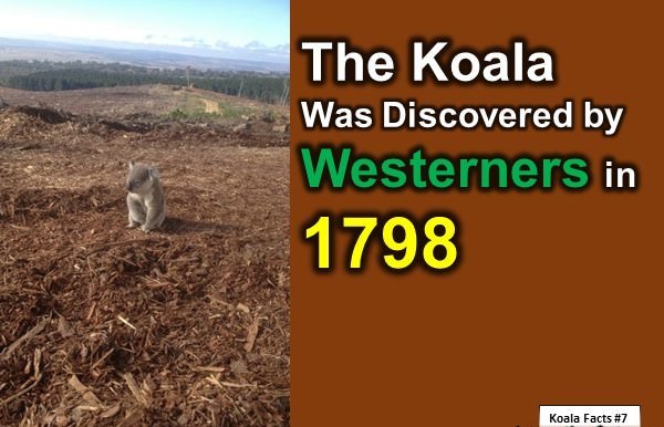 interesting facts about koala