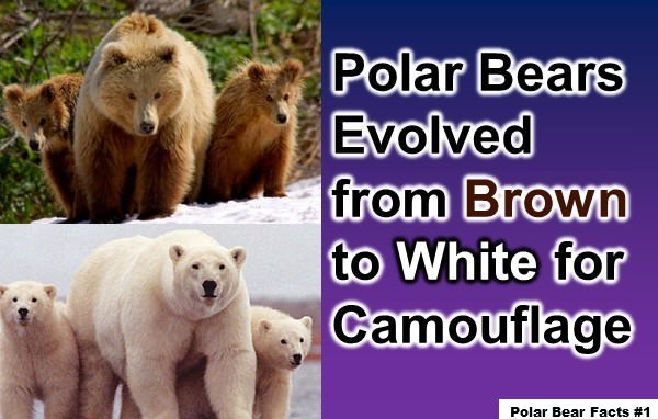 Polar Bear Facts 1