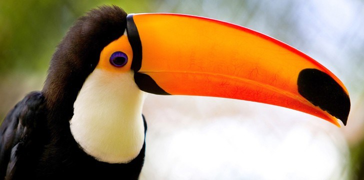 Interesting Facts About Toucans