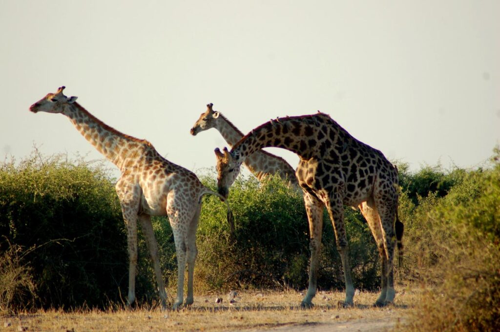 3 giraffes