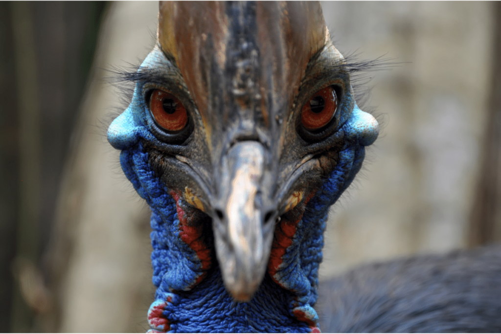 facts about the cassowary
