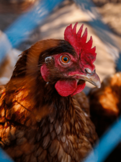interesting facts about chickens
