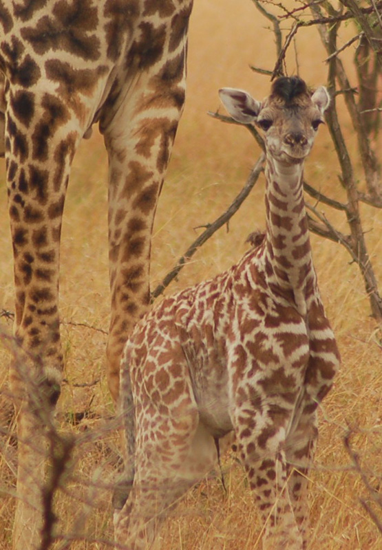 27 Interesting Facts about Giraffes (2022) You Might Not Know 7 baby giraffe
