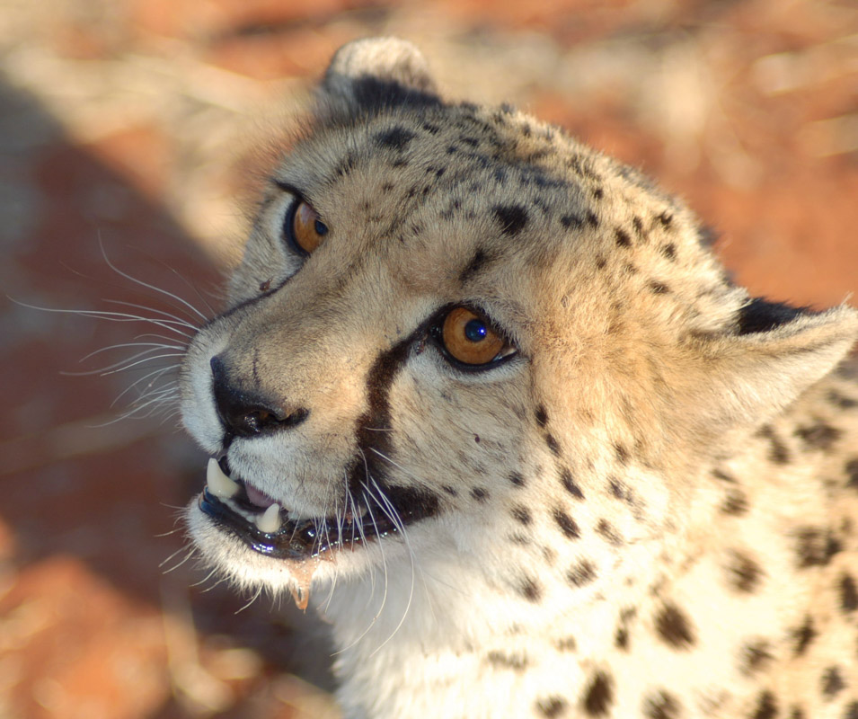 cheetah 15