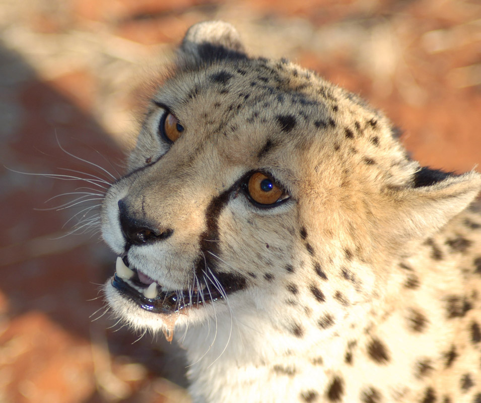 27 Interesting Cheetah Facts You Might Not Know 6 cheetah 15