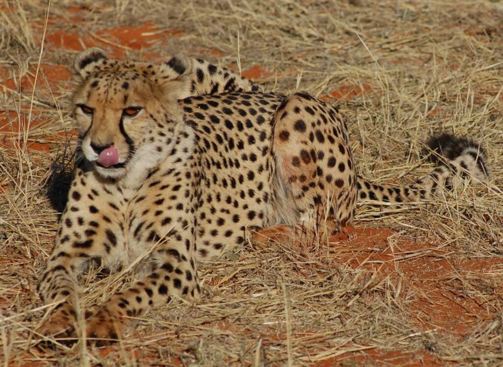 27 Interesting Cheetah Facts You Might Not Know 15 cheetah 3