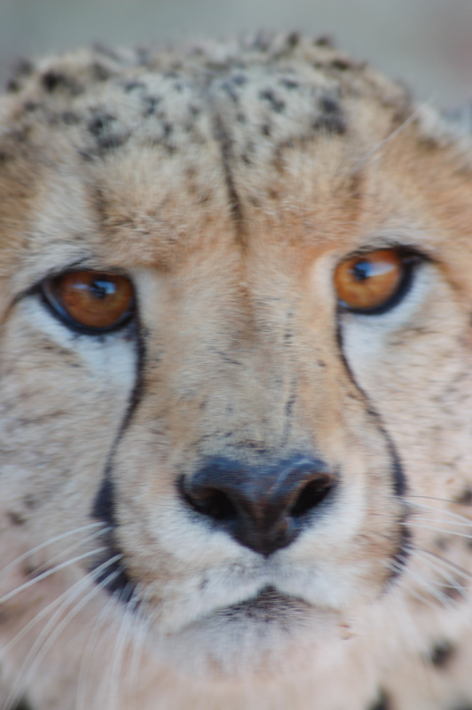 27 Interesting Cheetah Facts You Might Not Know 10 cheetah 8