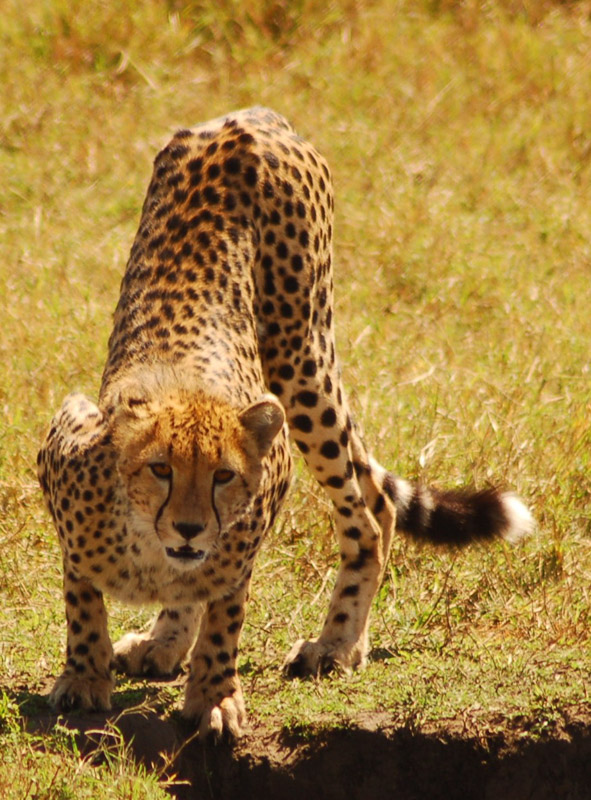 27 Interesting Cheetah Facts You Might Not Know 9 cheetah in africa 2