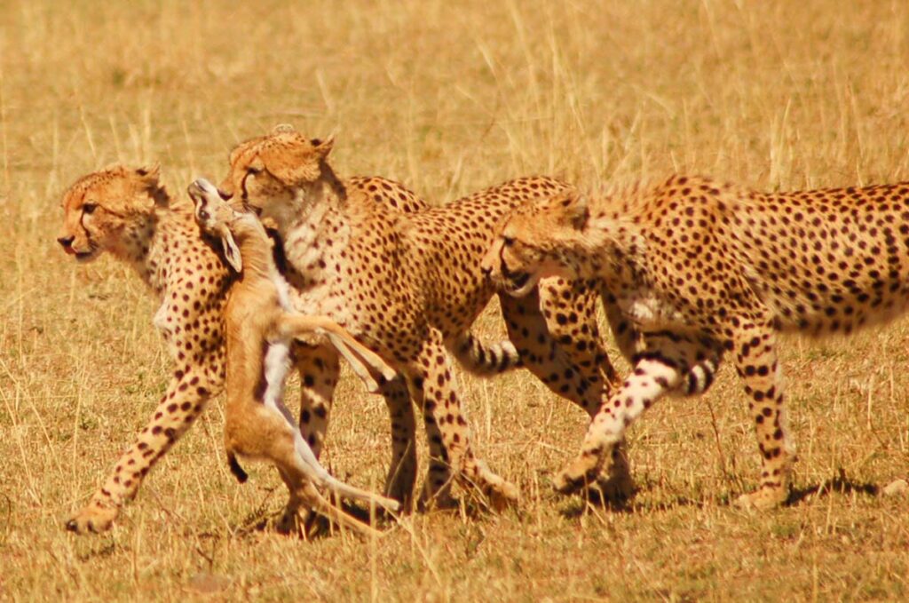 27 Interesting Cheetah Facts You Might Not Know 3 cheetah in africa with kill group interesting cheetah facts