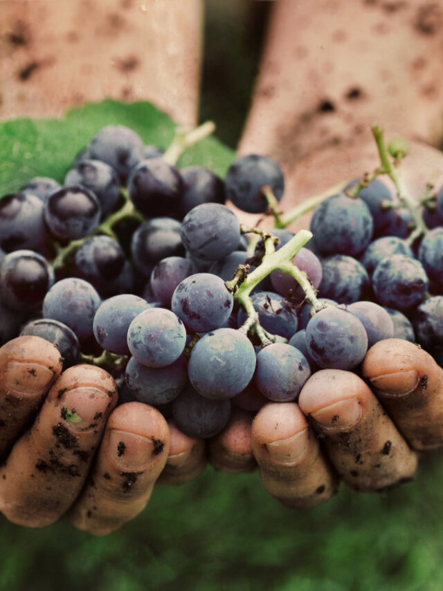 23 Facts You Probably Didn’t Know About Grapes Story