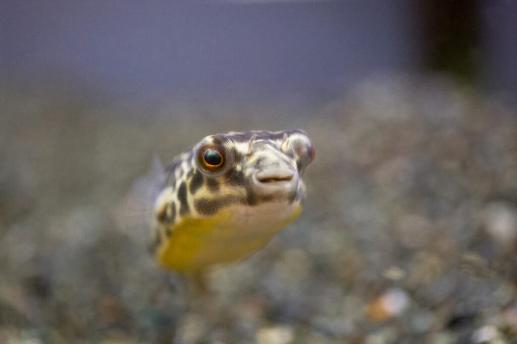 27 Facts about the Puffer Fish You Might Not Know 4 facts about puffer fish
