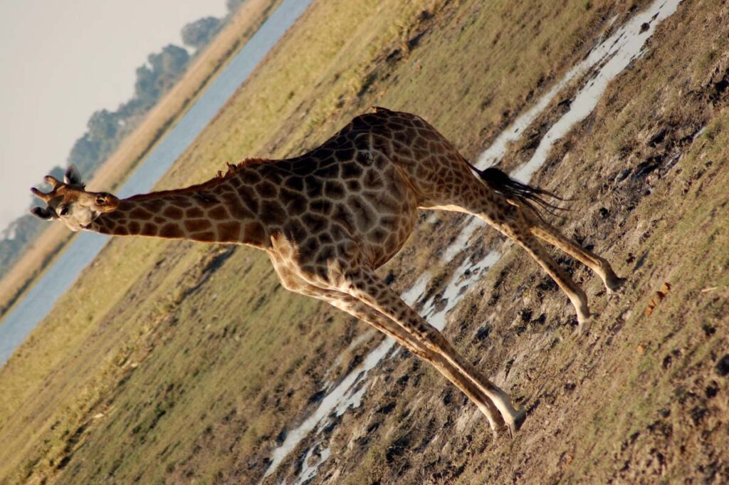 27 Interesting Facts about Giraffes (2022) You Might Not Know 9 giraffe 2