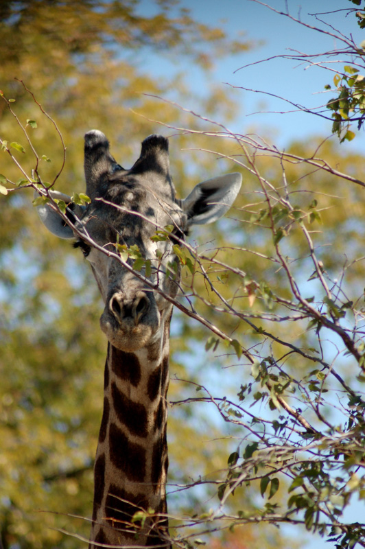 giraffe behind tree 1
