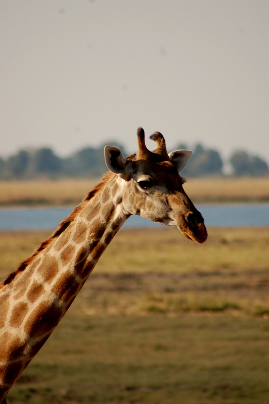 27 Interesting Facts about Giraffes (2022) You Might Not Know 16 giraffe face