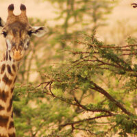 giraffe head in trees