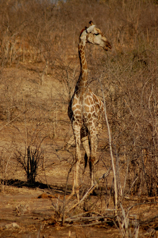 27 Interesting Facts about Giraffes (2022) You Might Not Know 14 giraffe in the brush
