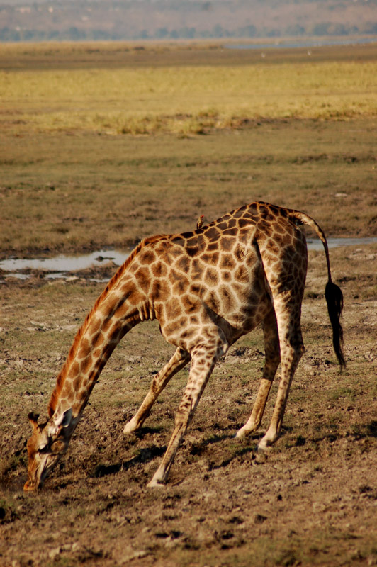 giraffe with head bent down