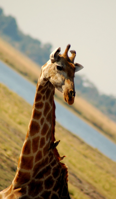 27 Interesting Facts about Giraffes (2022) You Might Not Know 8 interesting facts about giraffes