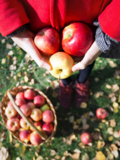 person holding apples in a field