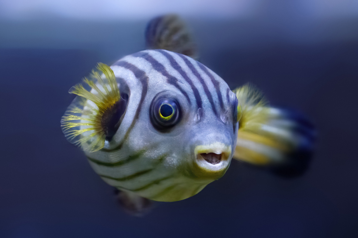 27 Facts about the Puffer Fish (2022) You Might Not Know I Interesting