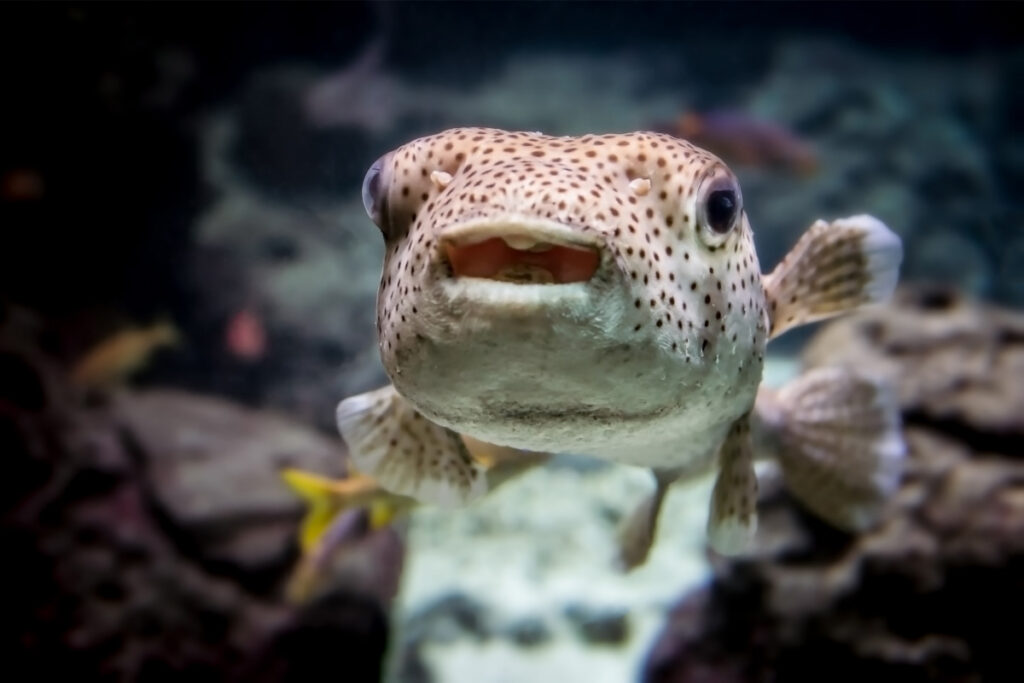 27 Facts about the Puffer Fish You Might Not Know 2 puffer fish swimming