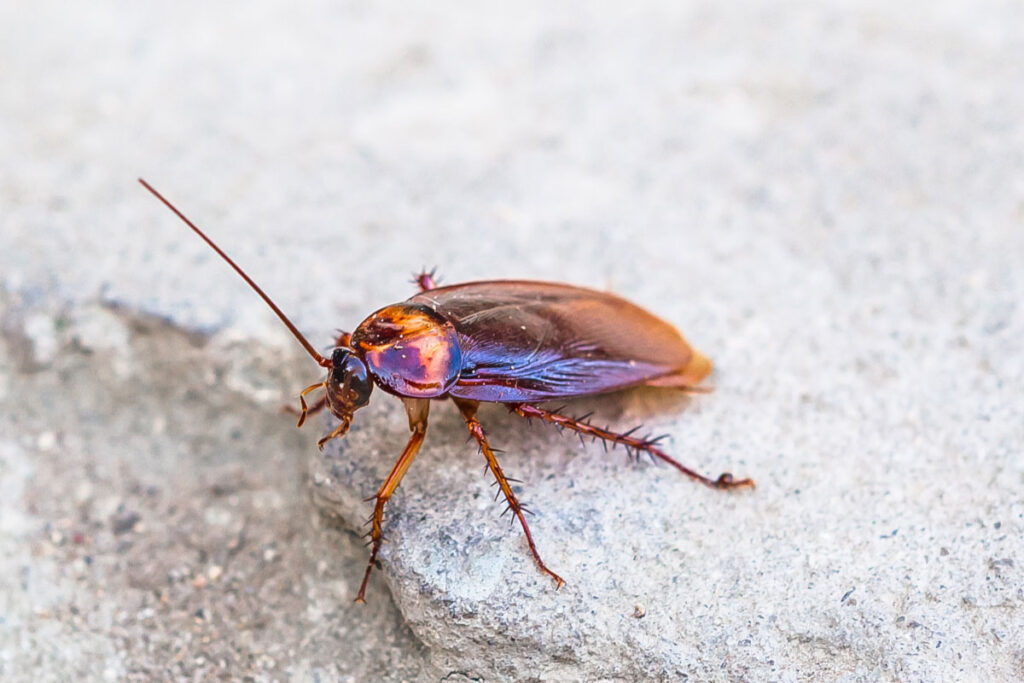 31 Facts about Cockroaches You Might Not Know 1 single cockroach facts about cockroaches