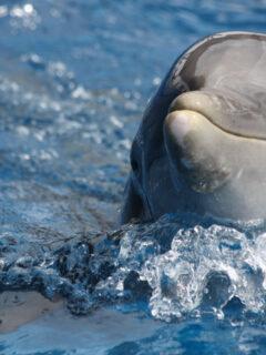 smiling facts about dolphins