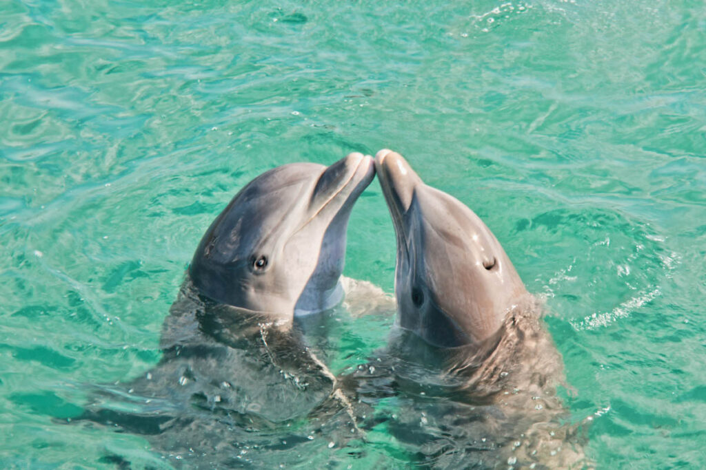 two dolphins kissing