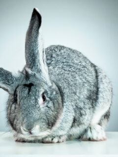 Grey rabbit.