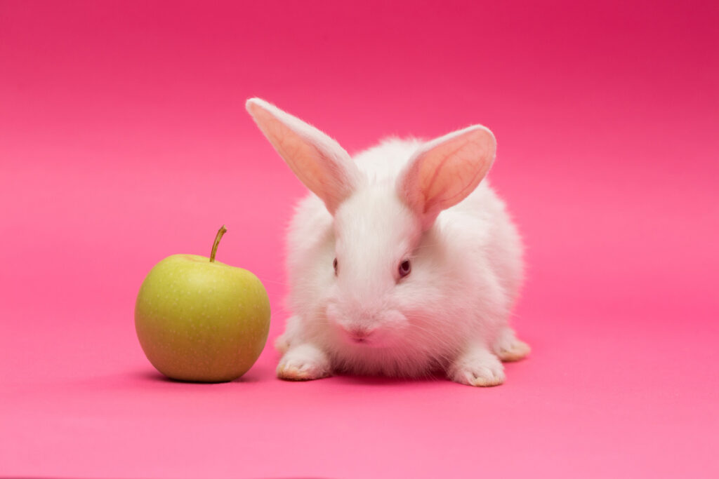 white bunny with an apple