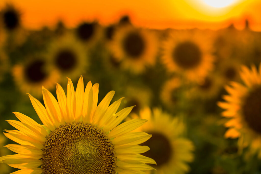 close up of texas sunflowers with sunset behind