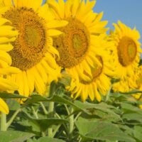 Row of Texas sunflowers on a field.