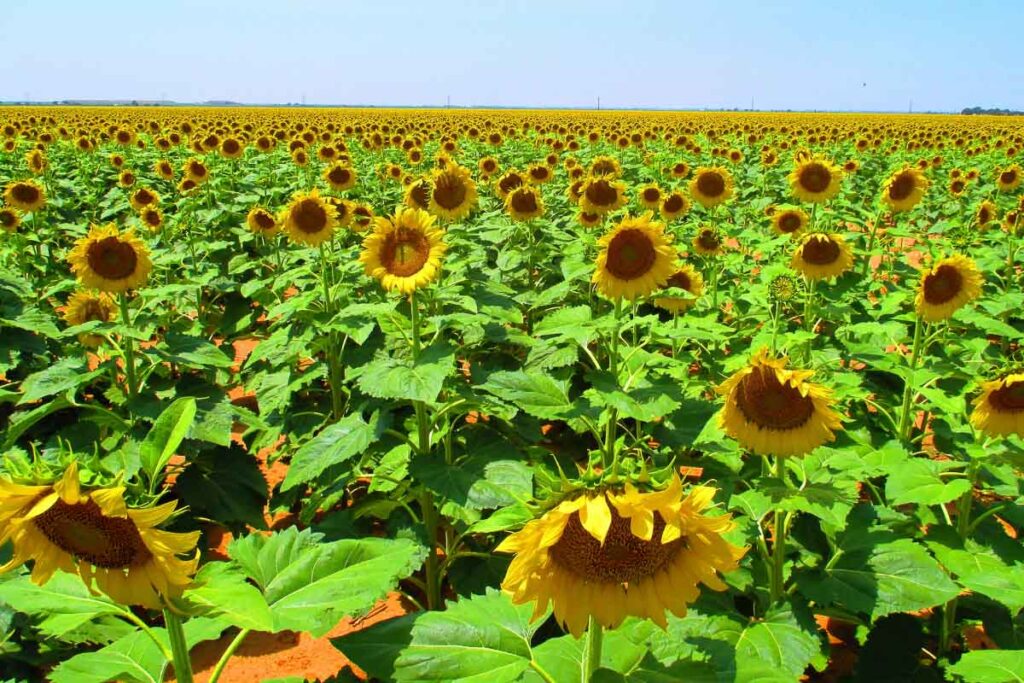 field of sunflowers in texas