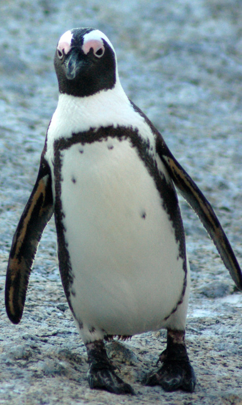 penguin 1