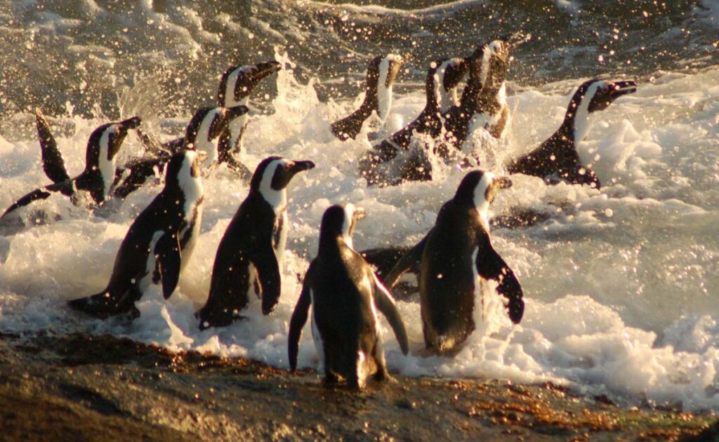 penguins heading into the surf