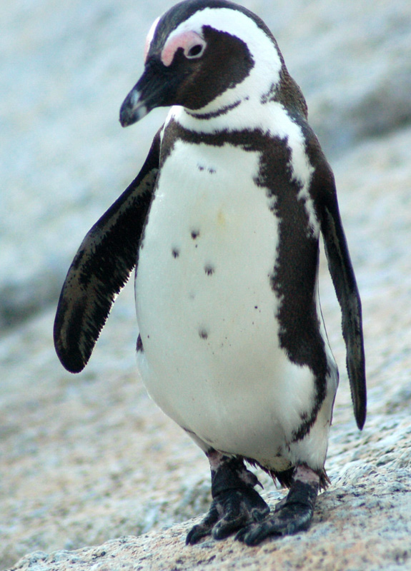 penguin looking at camera
