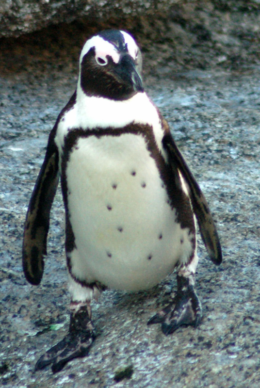 penguin with webbed feet