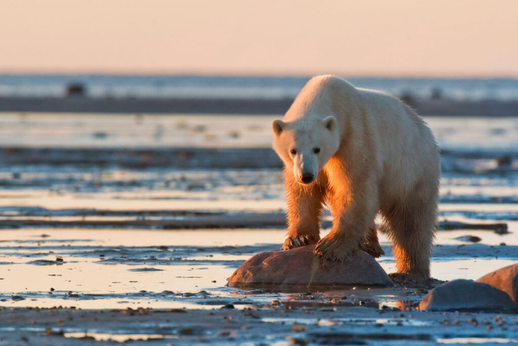 polar bear facts about animals