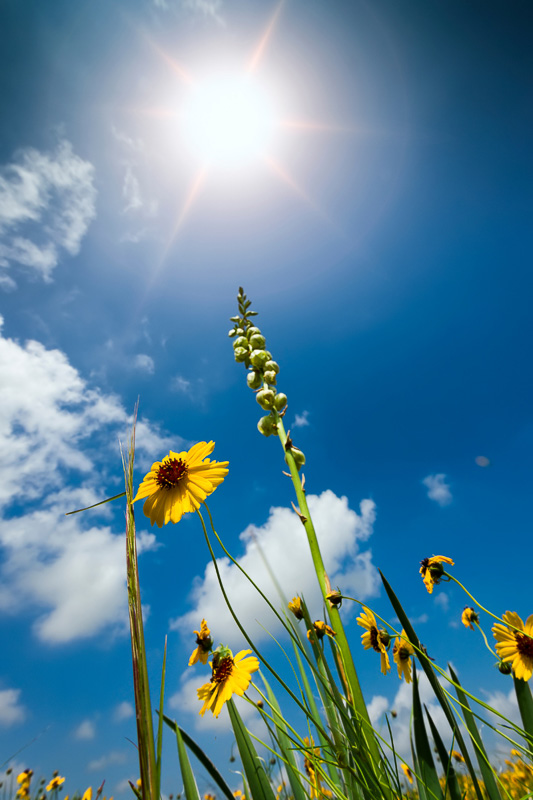 sunflowers in texas against a blue sky