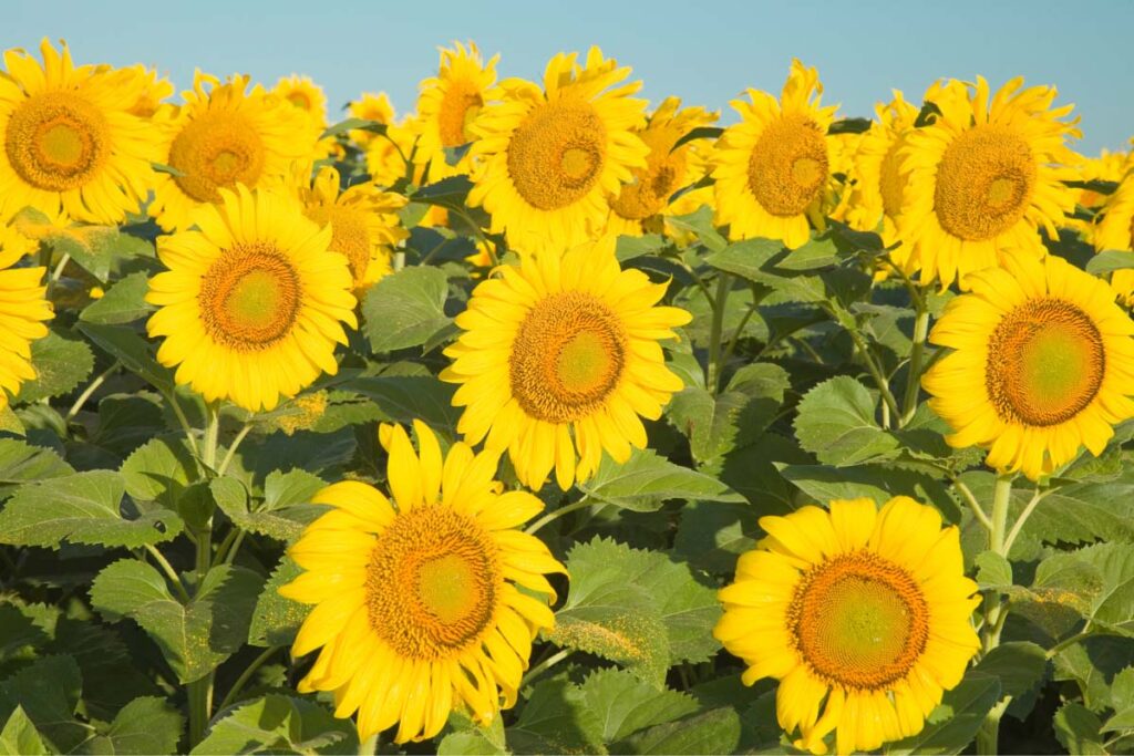 texas sunflower faces