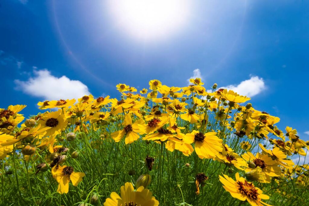 texas sunflowers against blue sky