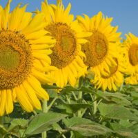 Row of Texas sunflowers on a field.