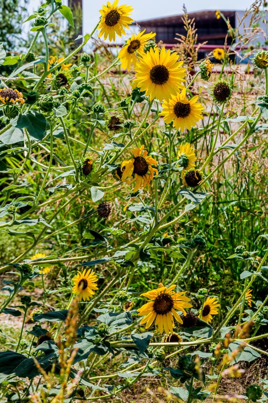 wild sunflowers in texas