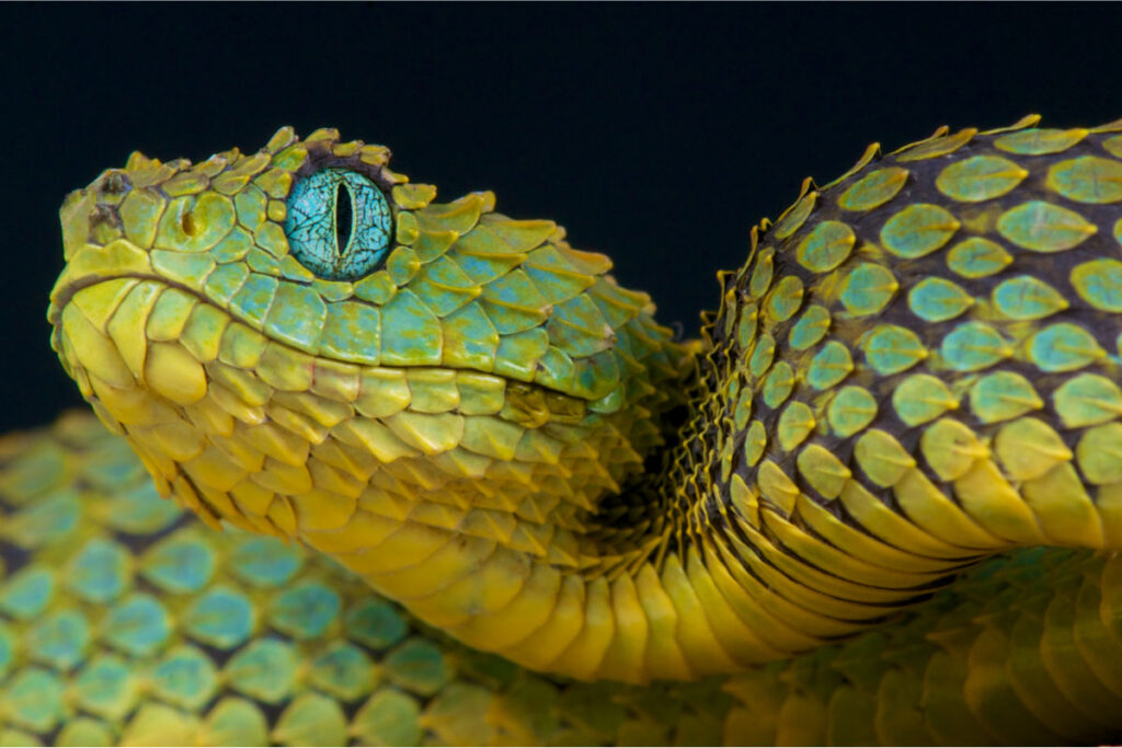 bush viper interesting facts about snakes