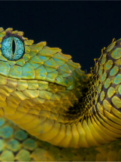 Close view of a bush viper.