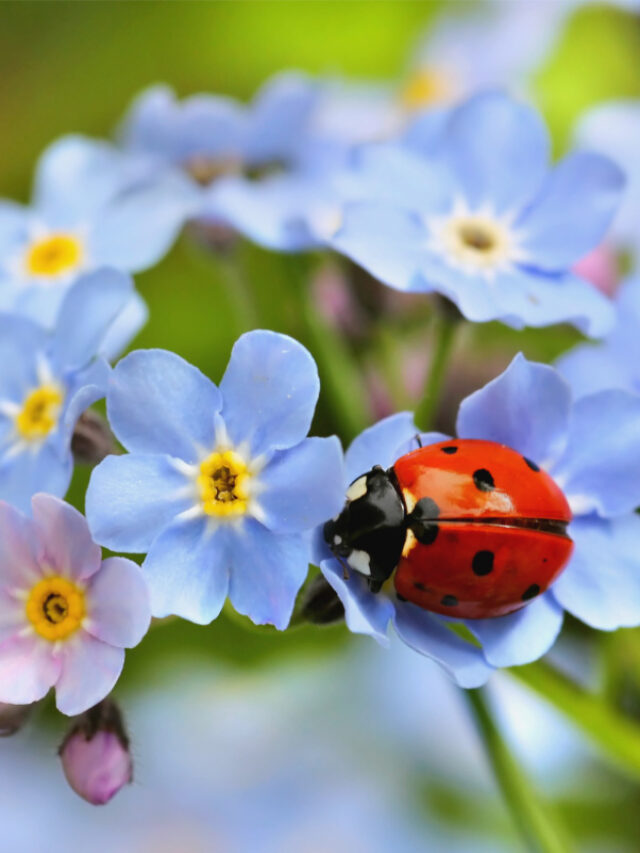 27 Interesting Facts About Ladybugs You Might Not Know Story